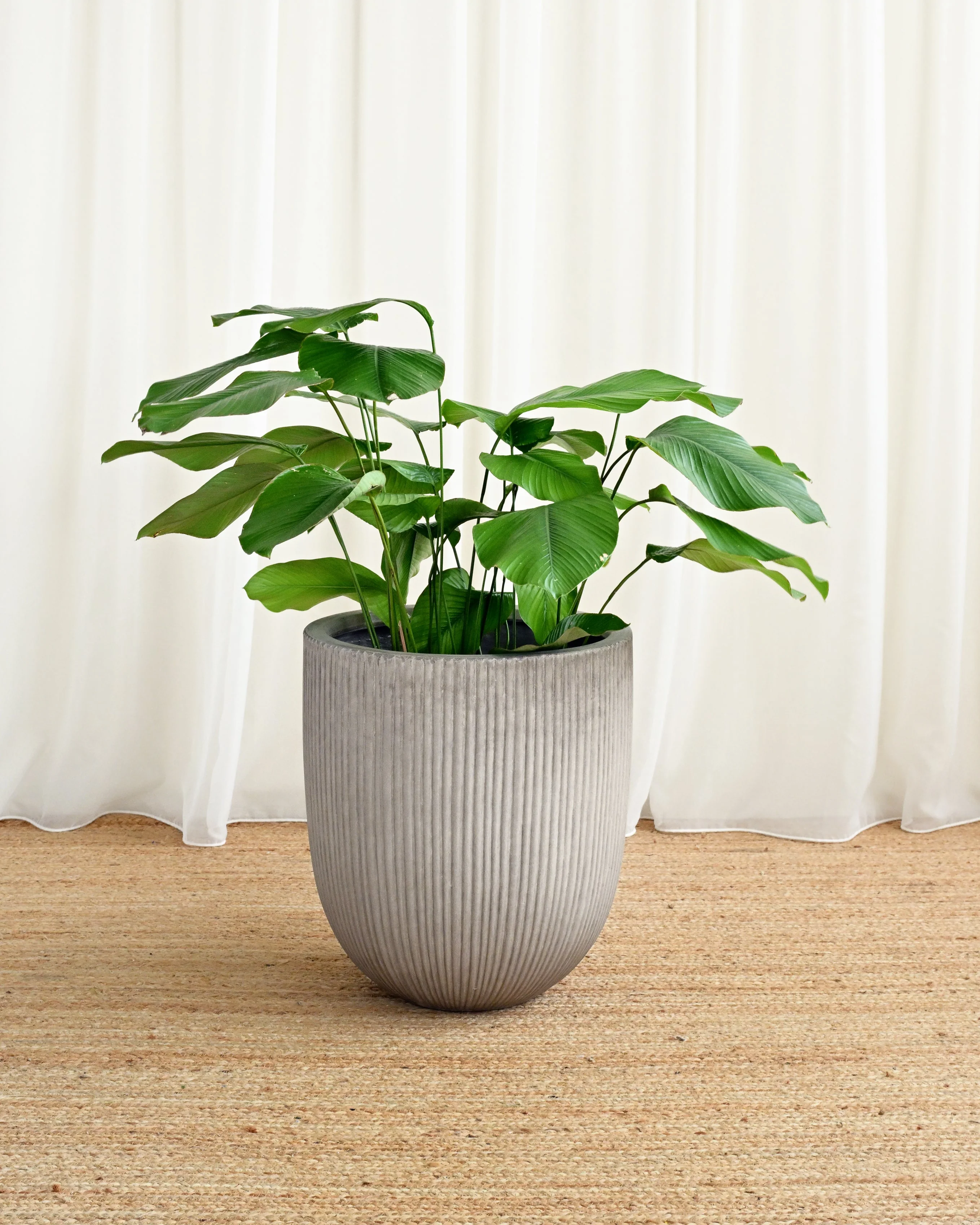 Vinh Concrete Pot - Maya - Image 4